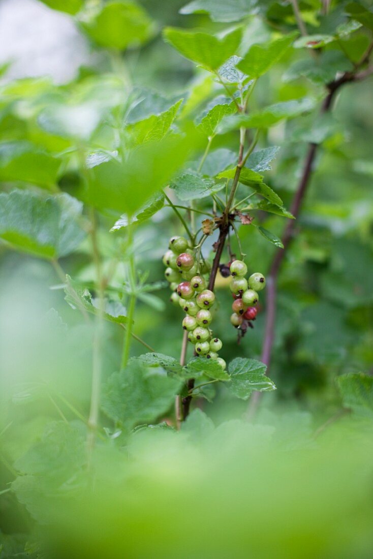 Unripe blackcurrants on a bush