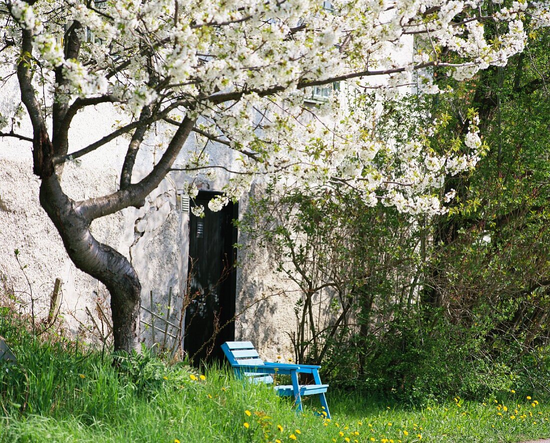 Blühender Baum im Frühling