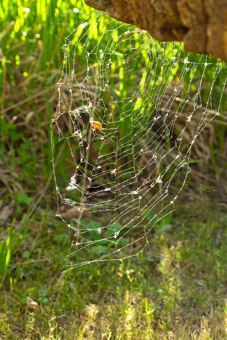 Prey caught in spider's web in sunny garden