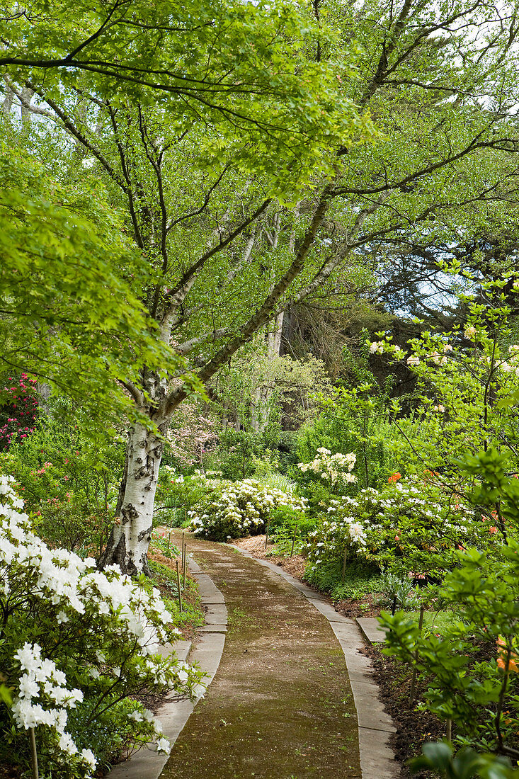 Path through blooming garden