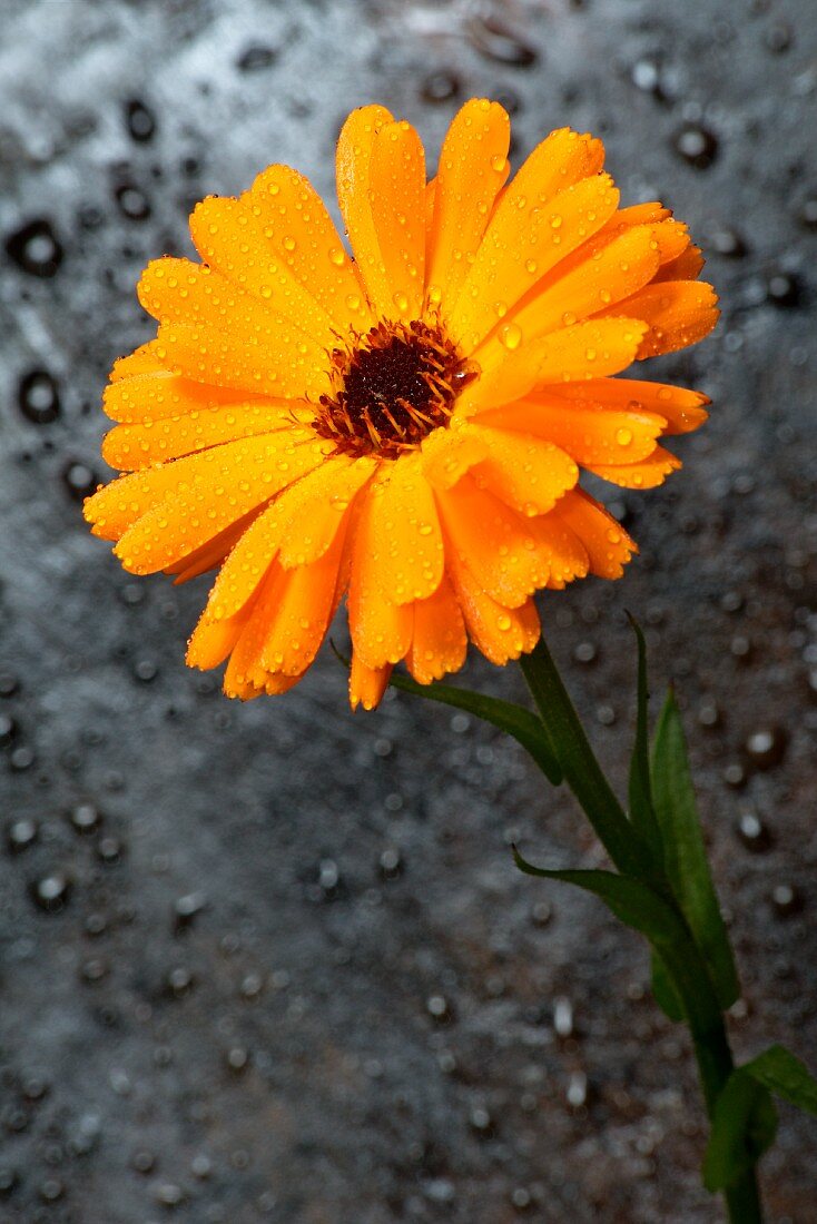 Orange marigold with dewdrops