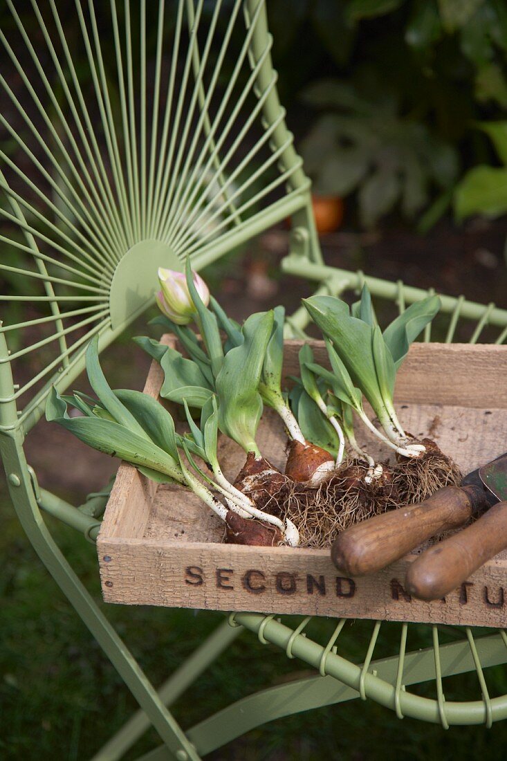 Tulpen mit Zwiebeln in einer Holzkiste auf einem Gartenstuhl