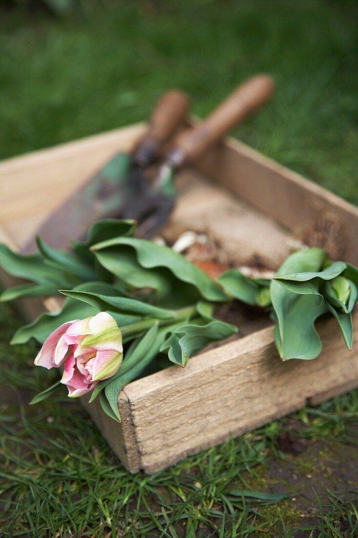 Tulpen und Gartenwerkzeuge in einer Holzkiste auf dem Rasen