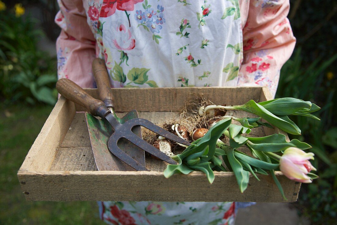 Frau hält eine Holzkiste mit Tulpen und Gartenwerkzeugen