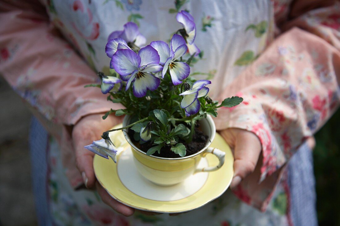 Frau hält in eine Tasse gepflanzte Veilchen