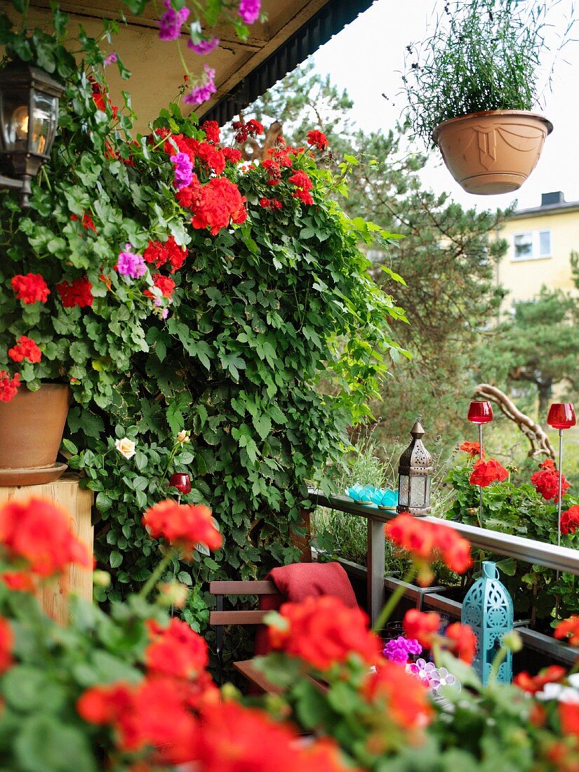 Red geraniums and Oriental lanterns on lushly-planted, small balcony