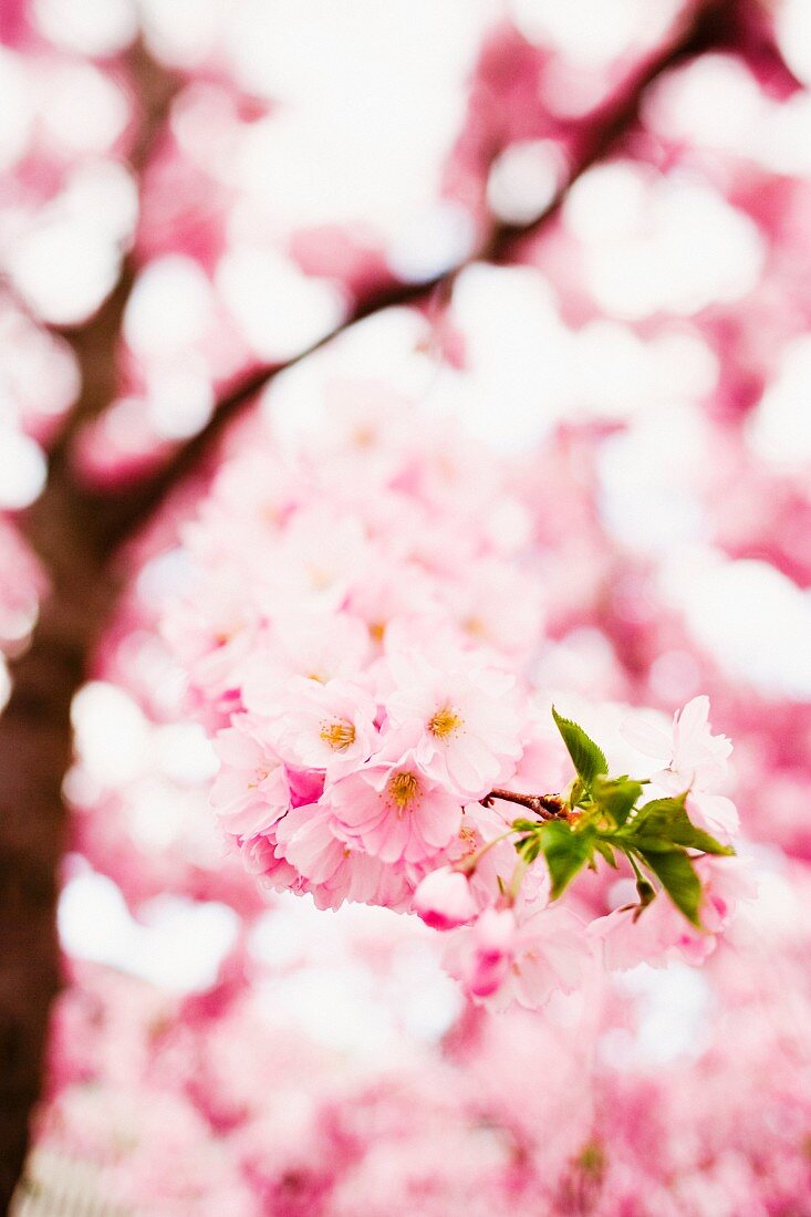 Kirschbaum in voller Blüte mit Nahaufnahme eines kleinen Zweiges