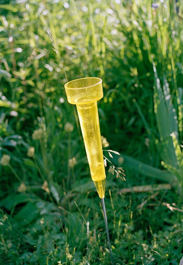 Messbehälter aus gelbem Kunststoff im Gartenbeet