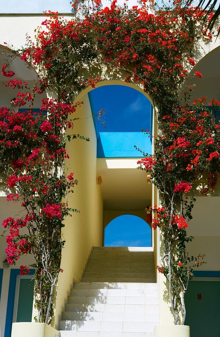 An arcade overgrown with a flowering bush with a stairway