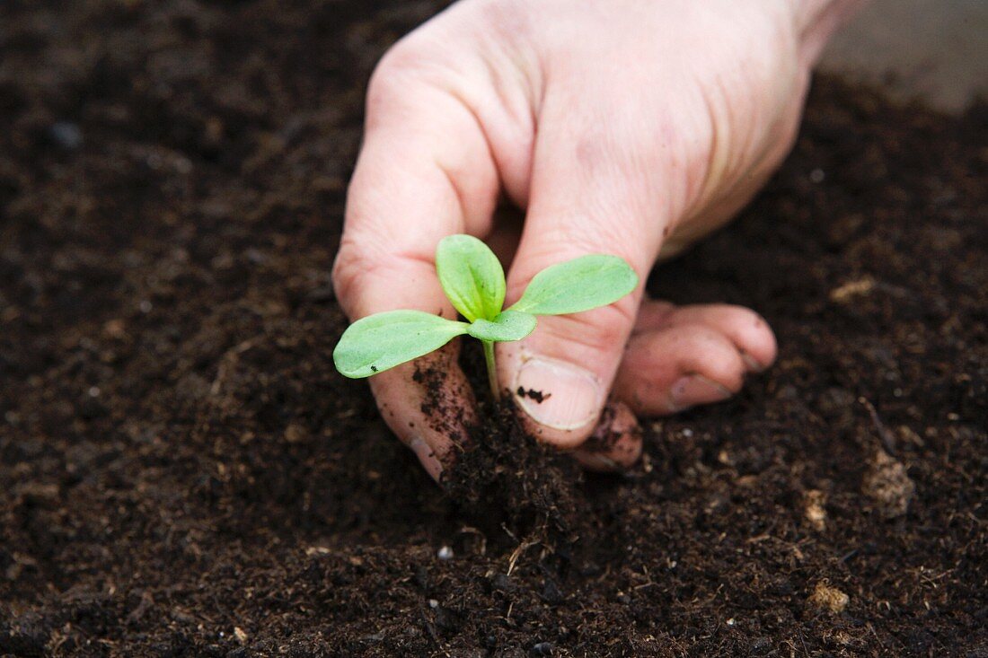 Seedling be planted in soil