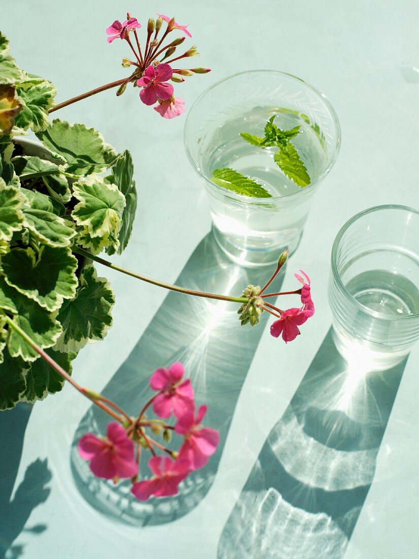 Pink geraniums next to glasses with mint leaves floating in water