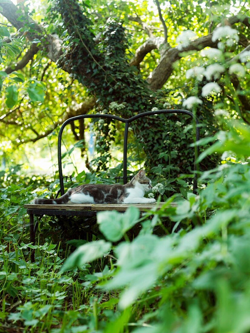 Katze auf Bank im verwilderten Garten