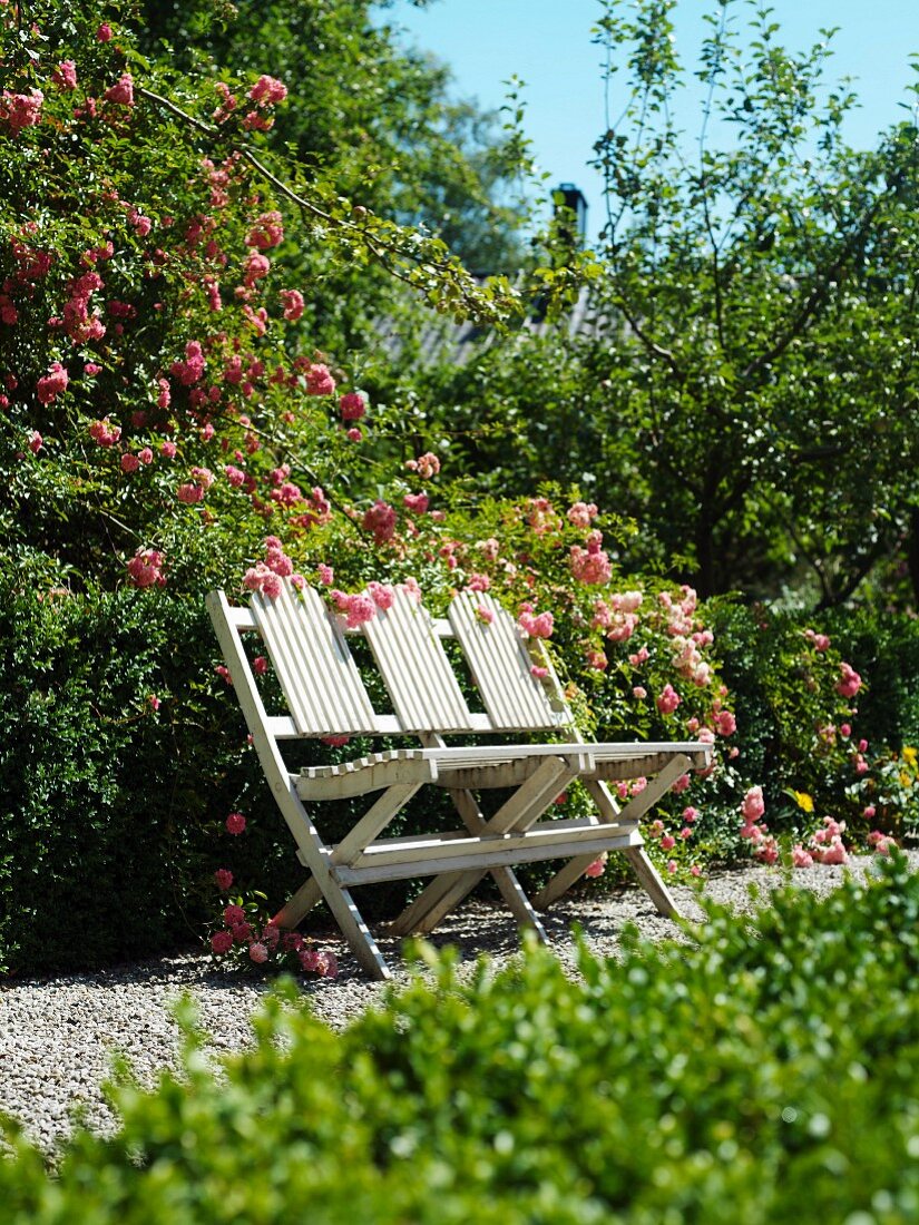 Sonniges Plätzchen mit weisser Sitzbank vor blühendem Rosenbusch