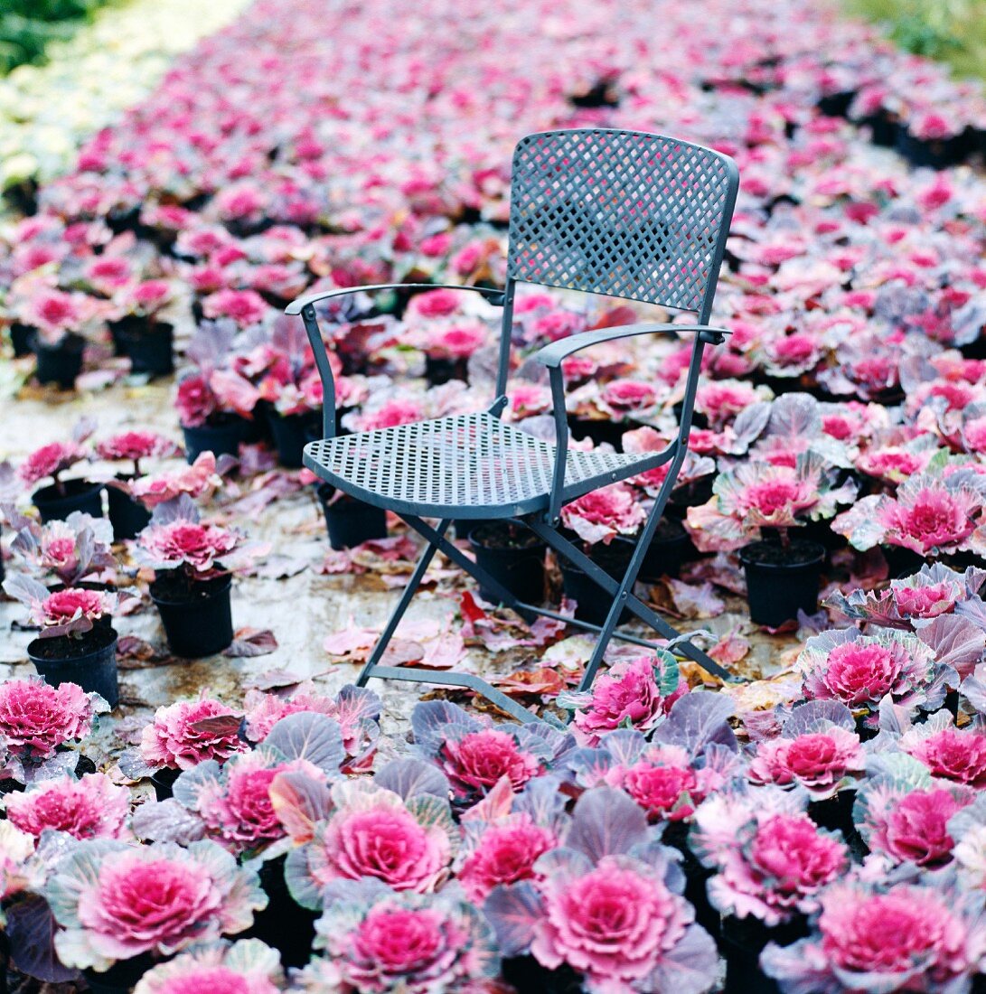 Metal chair in a sea of flower pots filled with purple ornamental cabbage