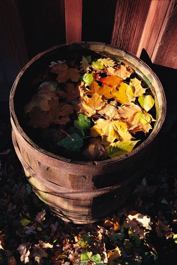 Wooden barrel filled with leaves