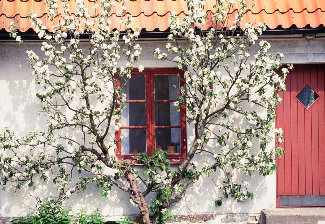 Flowering espalier tree on a farmhouse