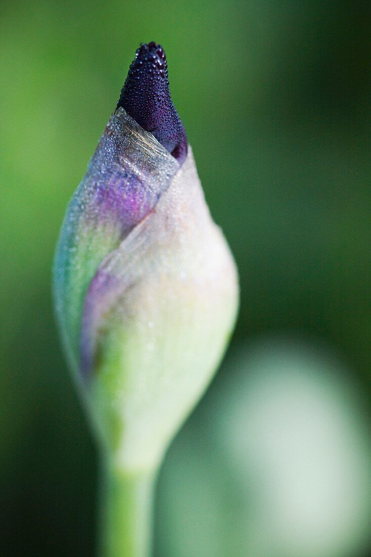 Iris bud (close up)