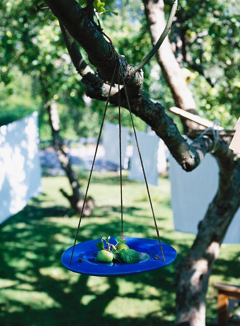 Blauer Teller mit Äpfeln, an einem Baum aufgehängt