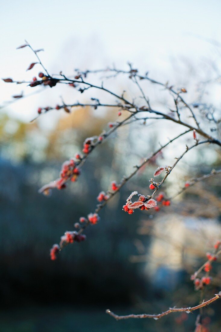 Rose hip twigs in the winter