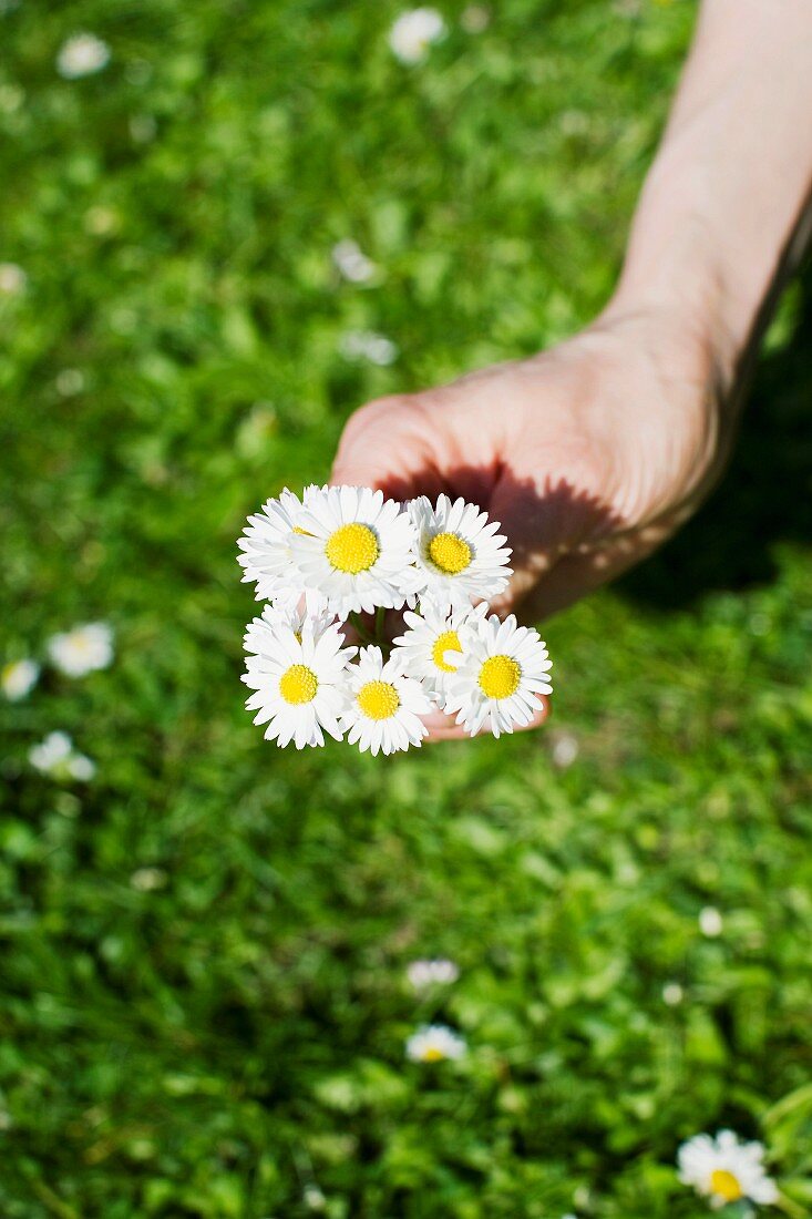 Hand hält Gänseblümchen