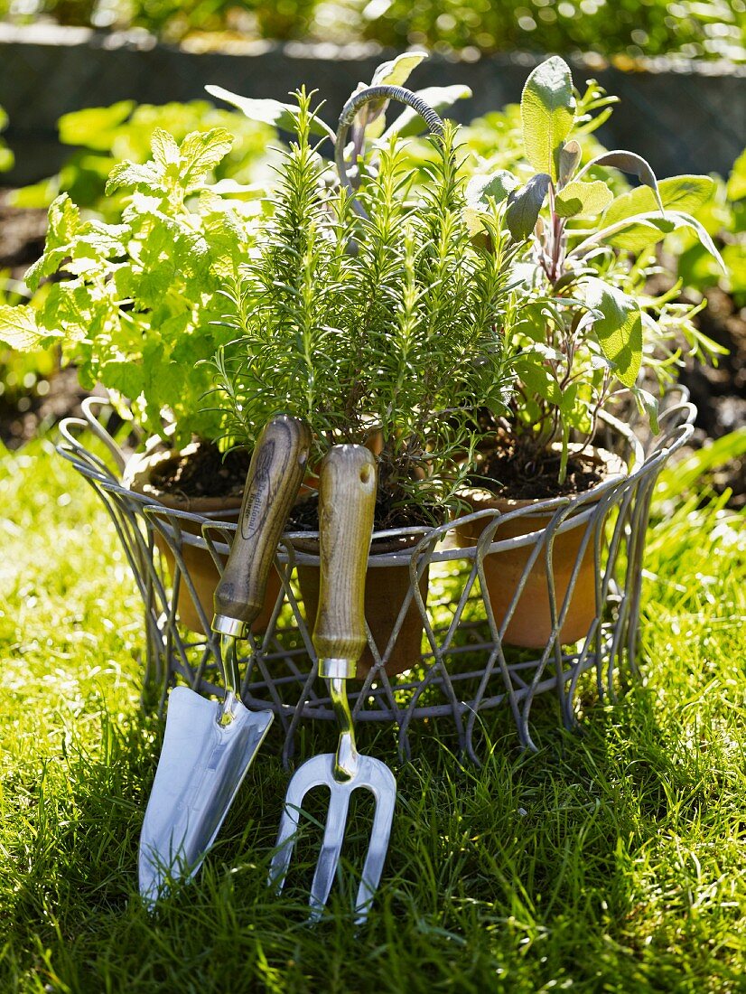 Herbs in pots with garden tools