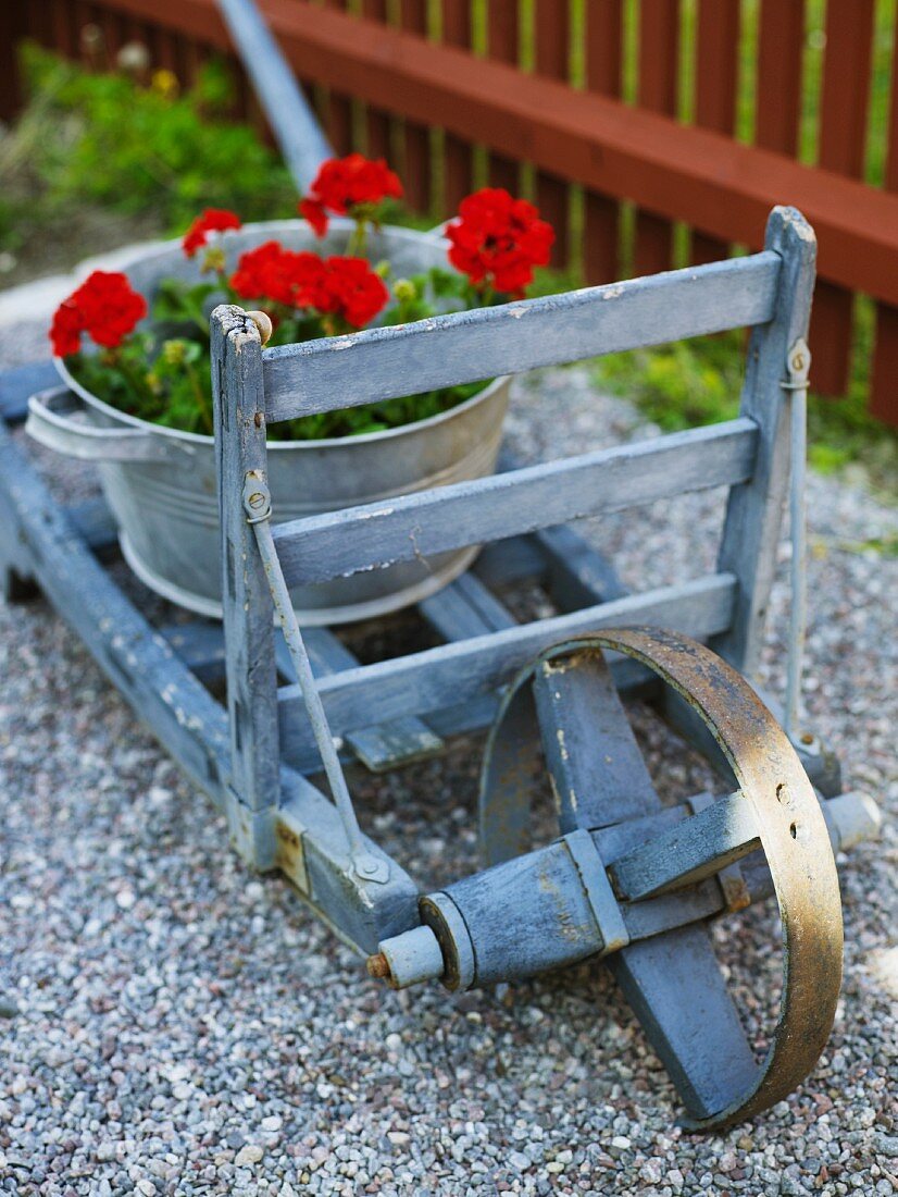 Galvanized pail with geraniums on a wheelbarrow