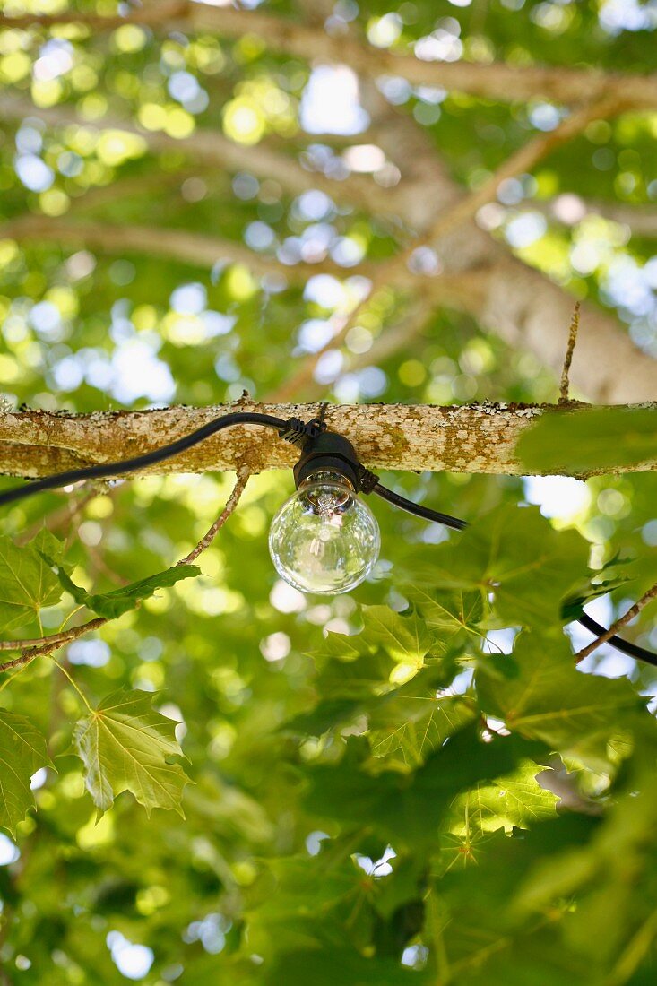 Light bulb in a tree
