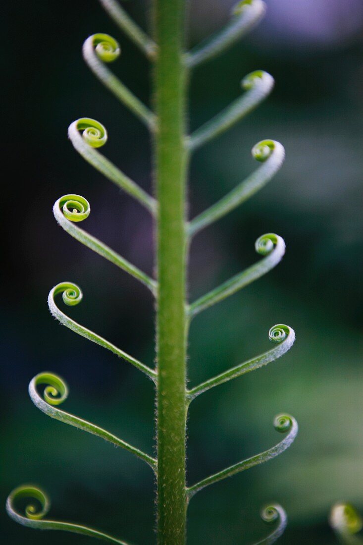 Furled leaf tendrils