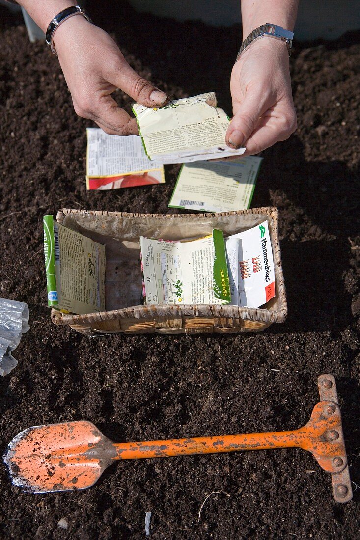 Planting seeds in a vegetable bed