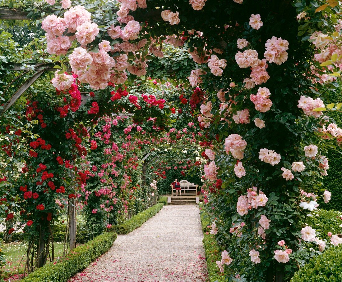 Rose covered arbor in a garden