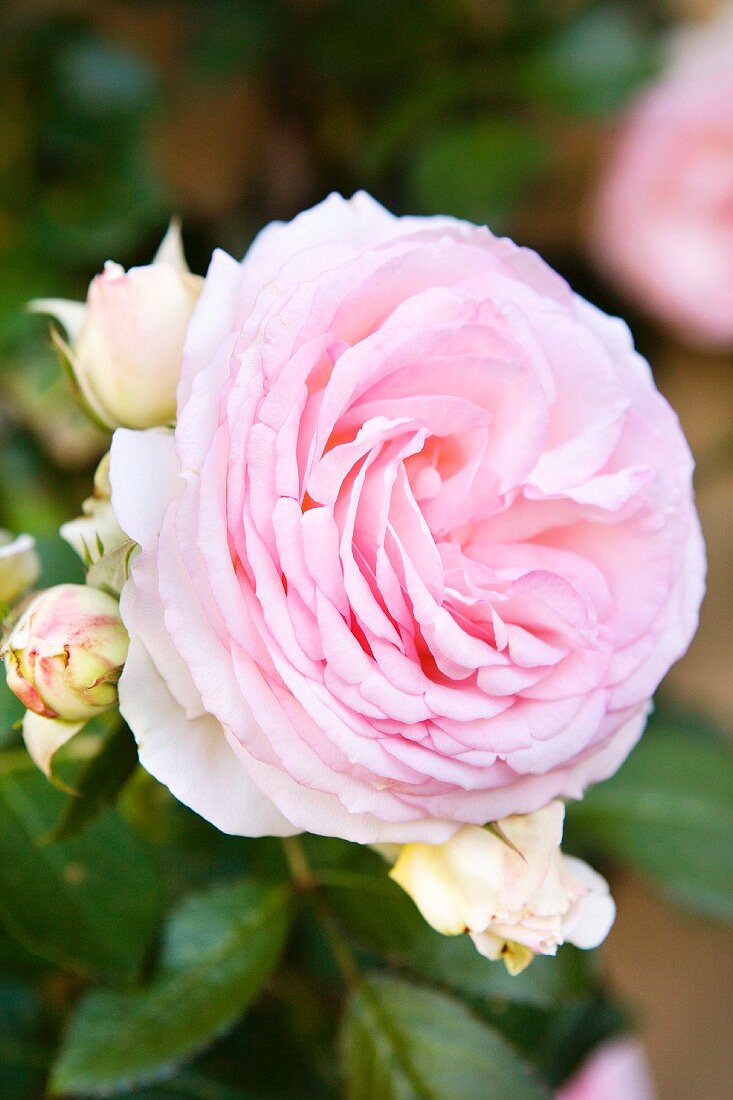 Pink 'Pierre Ronsard' rose
