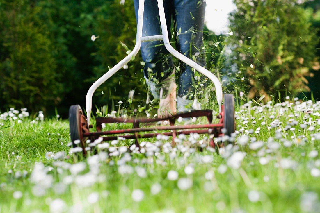Mowing a meadow with a lawn mower