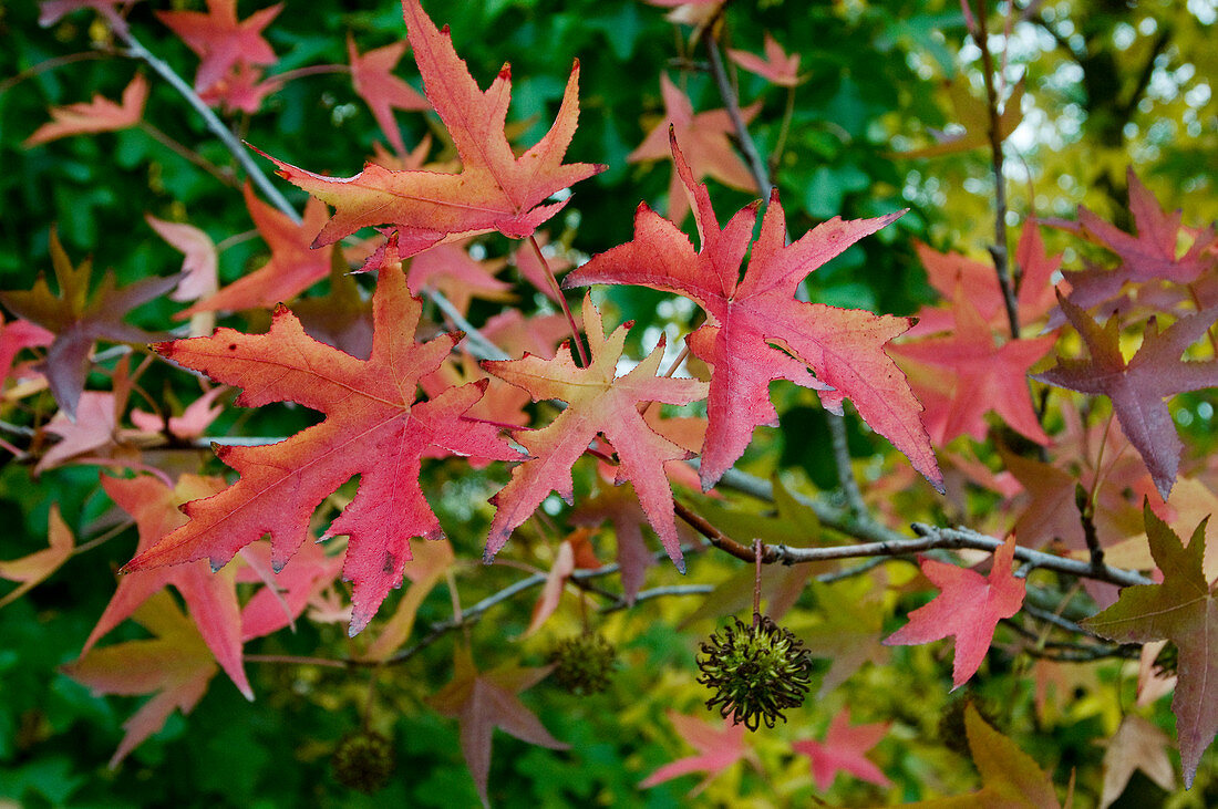 Blätter mit rot-gelber Herbstverfärbung am Amberbaum (Liquidambar orientalis)