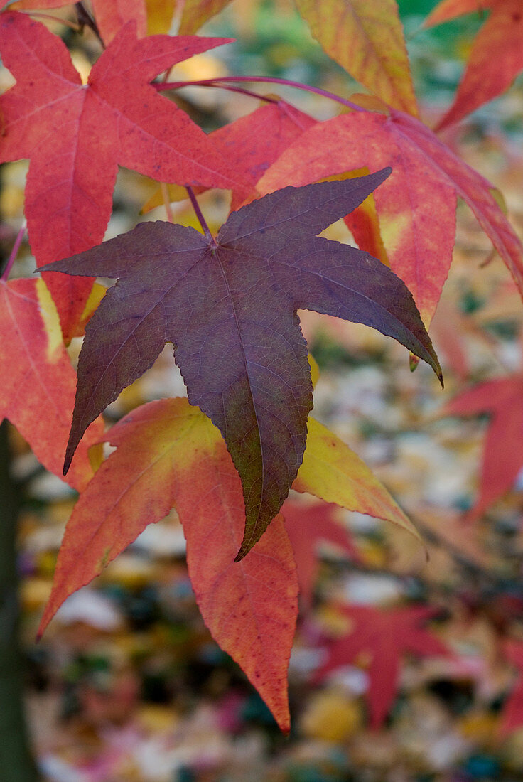 Autumn atmosphere - leaves of different colours on sweet gum tree (Liquidambar Styraciflua 'Festival')