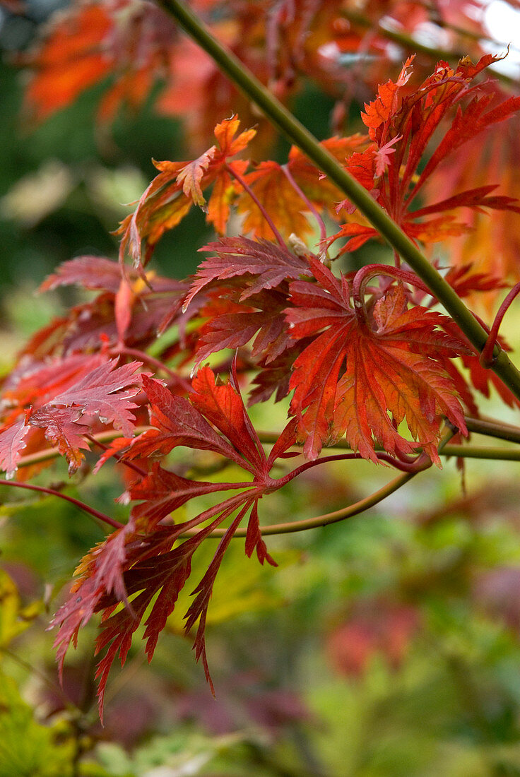 Herbststimmung - Rot-gelb verfärbte Blätter am japanischen Ahornbaum (Acer japonicum aconitifolium)