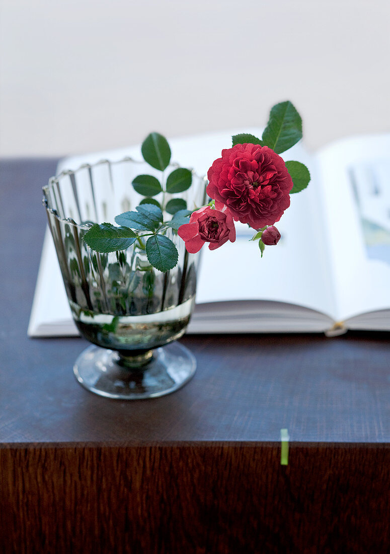Rote Rose in einem transparenten Kelchglas