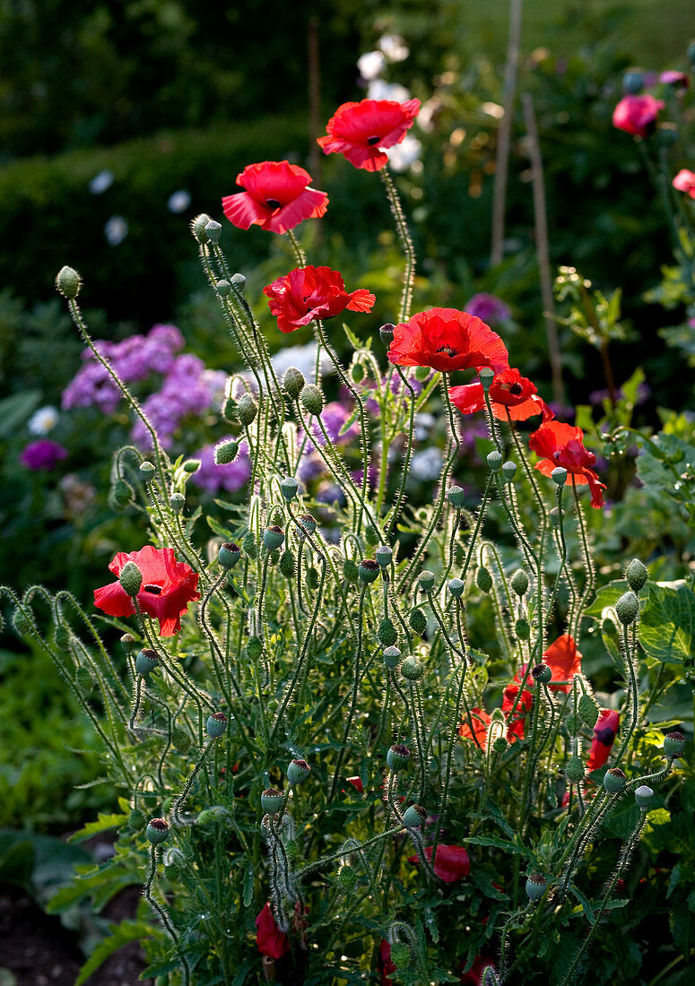 Poppies in summer garden