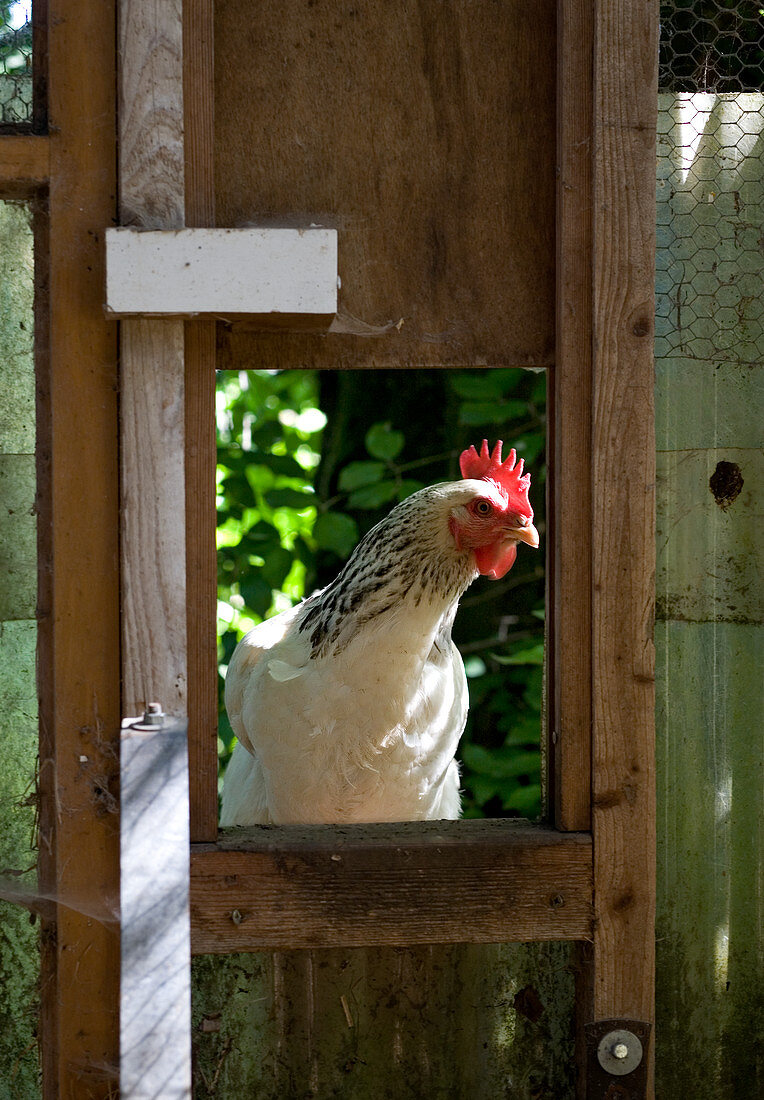 Huhn blickt dur Fenster im Gartenhaus