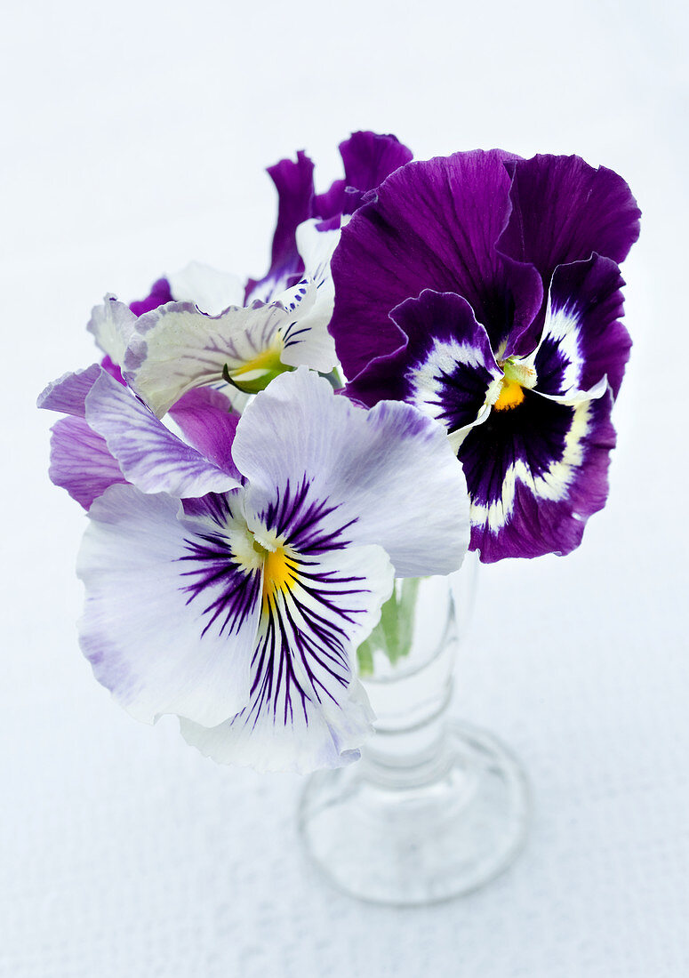 Glass vase of violas
