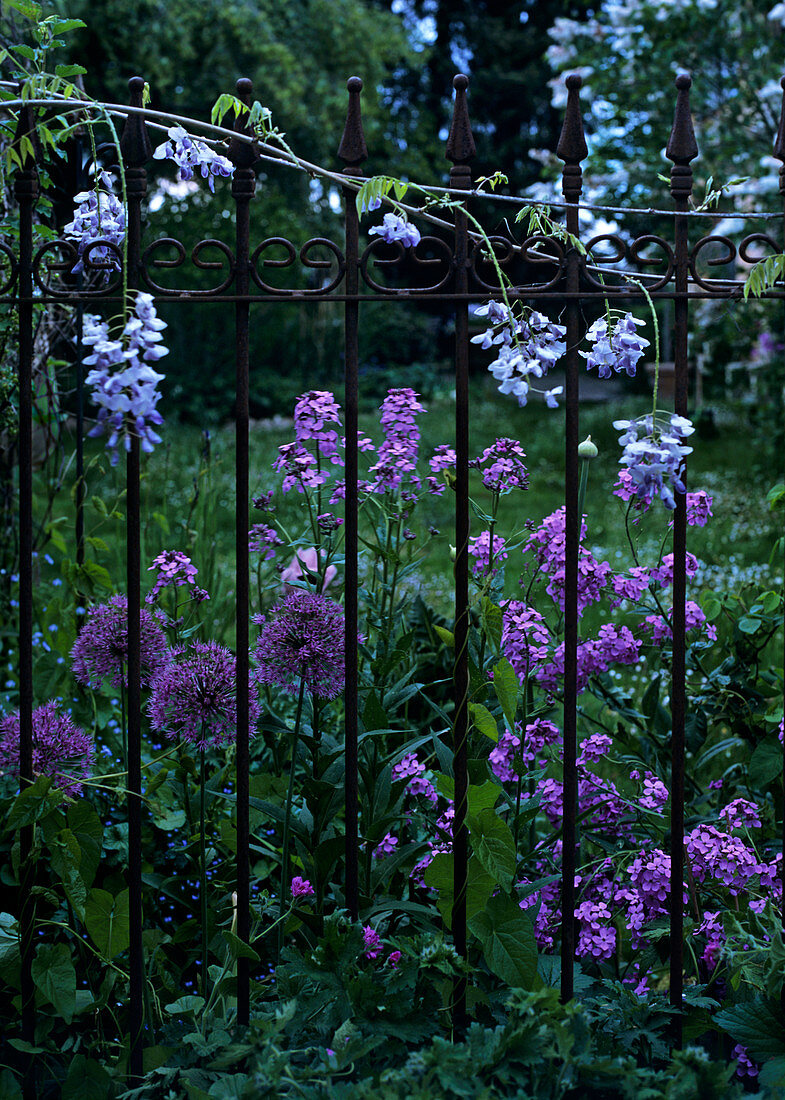 Lila Blüten von Allium und Glyzinie hinter den Metallstäben eines klassischen Gartenzauns