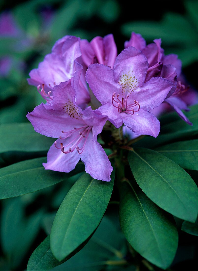Purple rhododendron flowers