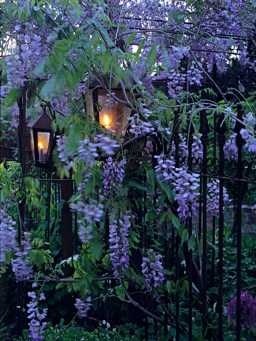 Classic lanterns on garden fence amongst blue flowering wisteria