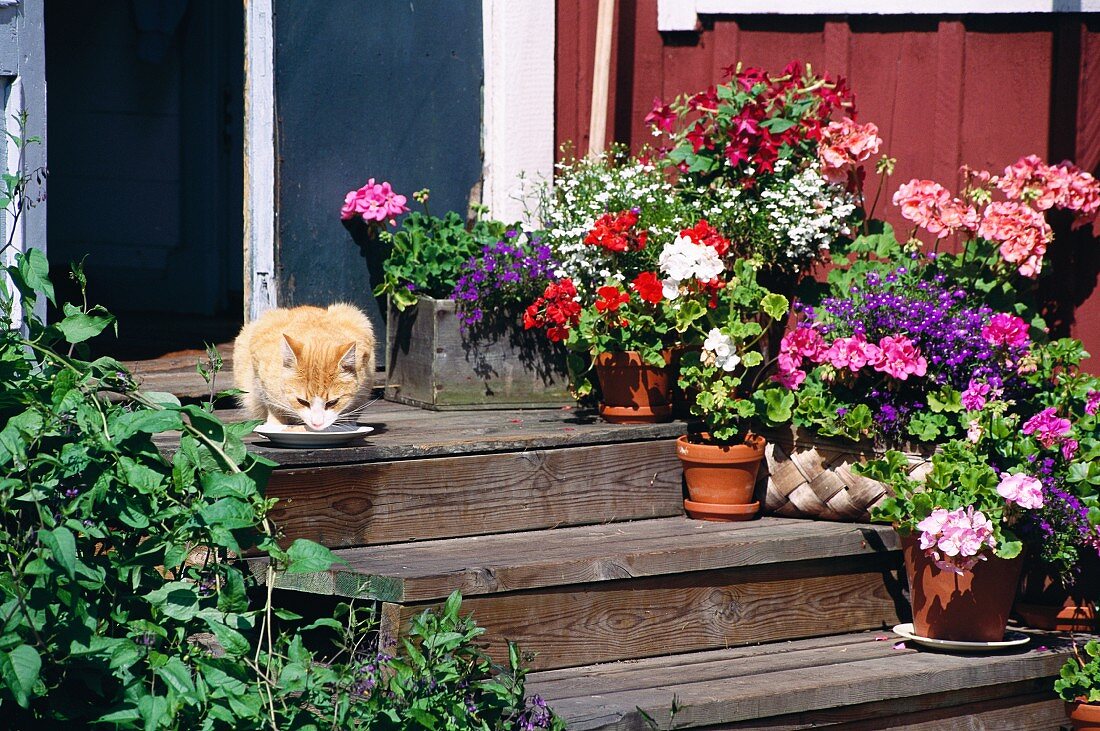 Katze vor Milchschälchen und Bumentöpfe auf Holztreppe