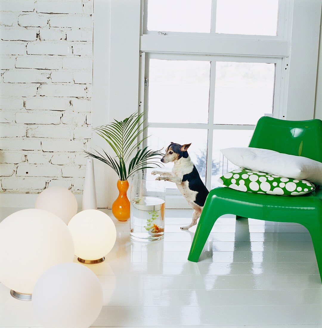 Hund zwischen Bodenlampen und grünem Retro Plastikstuhl mit Kissen