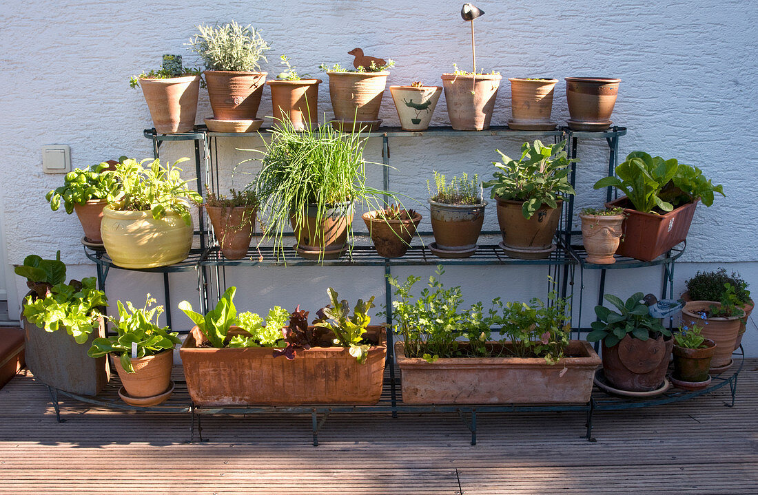 Herbs and lettuces in terracotta pots on shelving against house facade