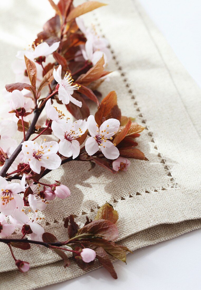 Twig of blossoming plum on linen cloth
