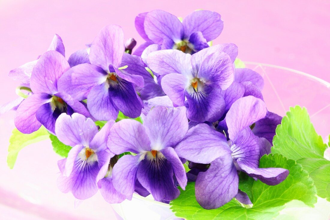 Violets