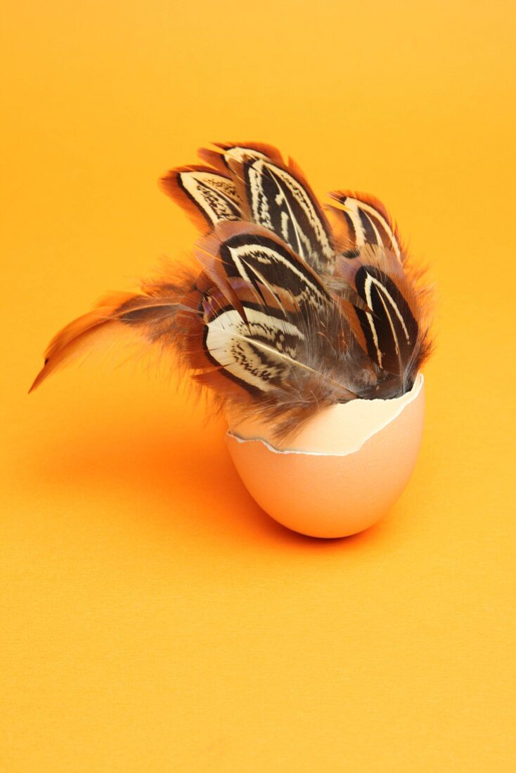 Birds' feathers in an eggshell as Easter decoration