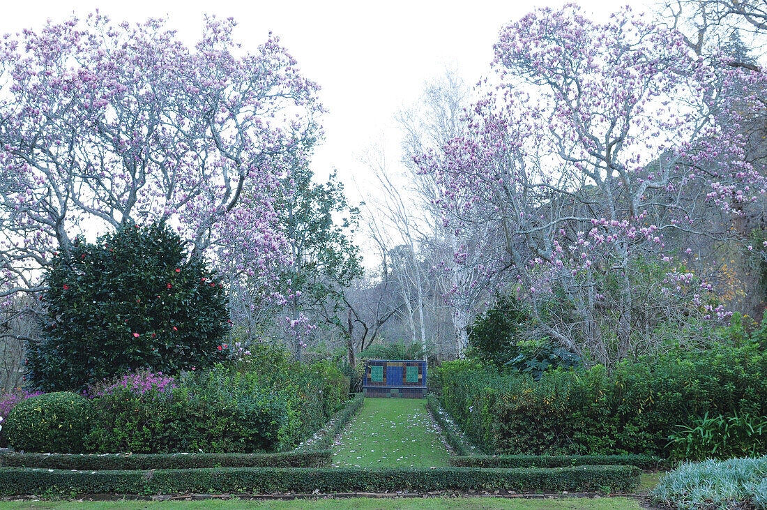 Magnolia trees in garden