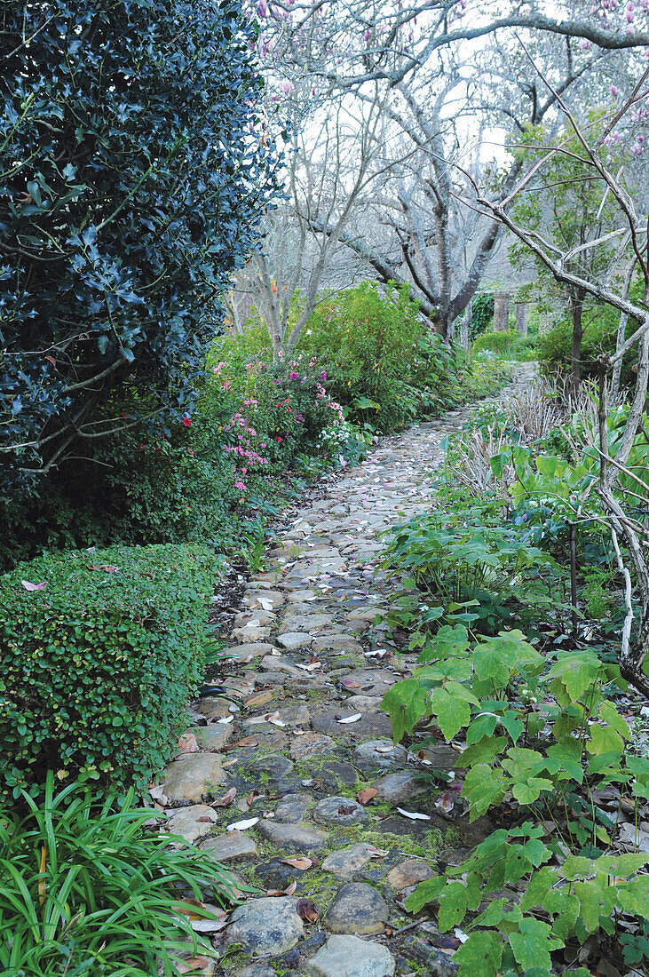 Paved garden paths leading past azaleas